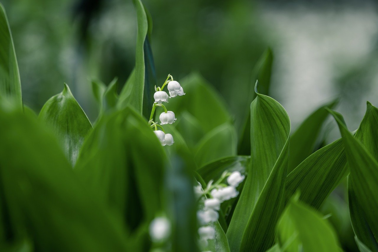 flower, plant, leaf